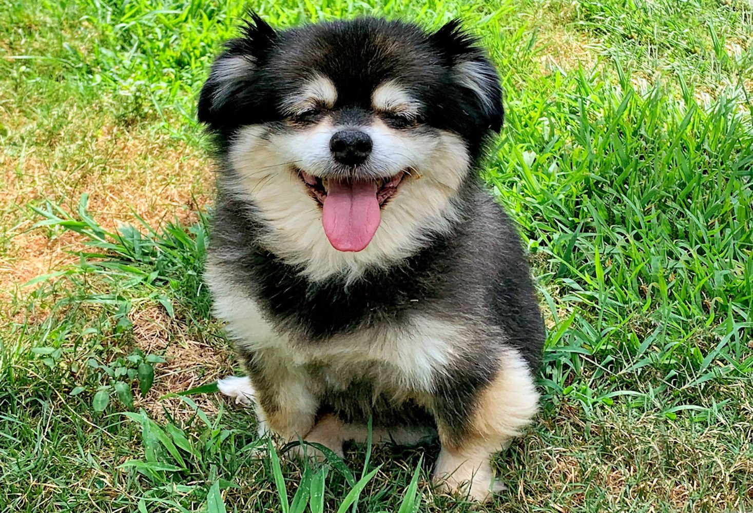 Diesel, dog